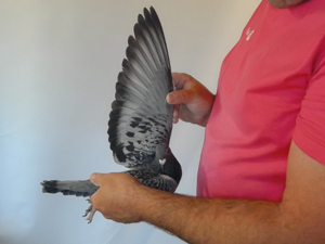 Pigeon image