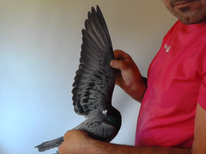 Pigeon image