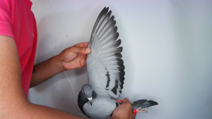 Pigeon image