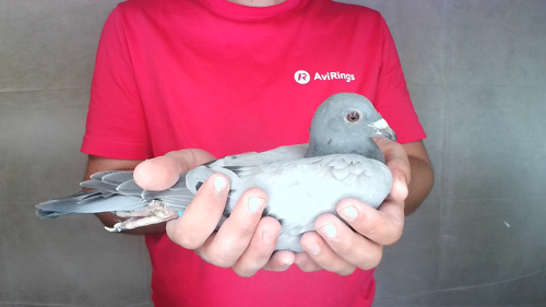 Pigeon image