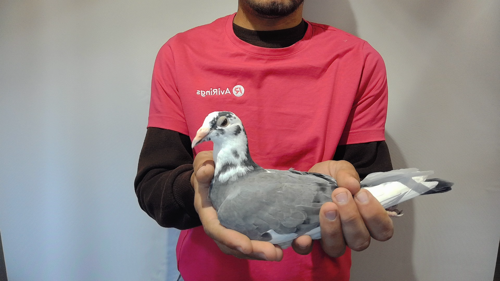 Pigeon image