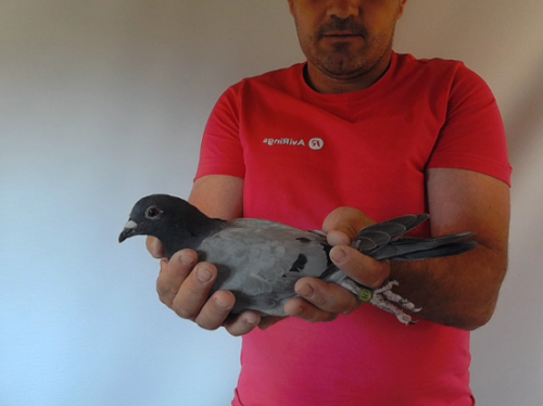 Pigeon image
