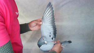 Pigeon image