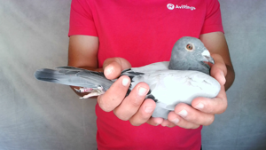 Pigeon image