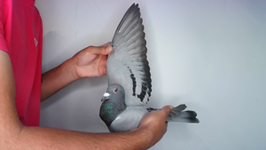 Pigeon image