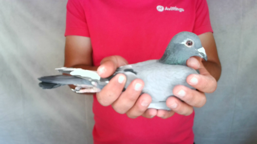 Pigeon image