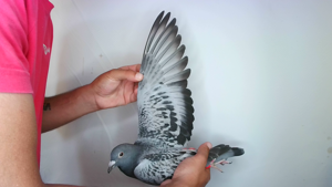 Pigeon image