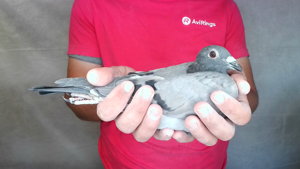 Pigeon image