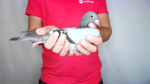 Pigeon image