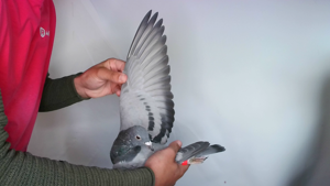 Pigeon image