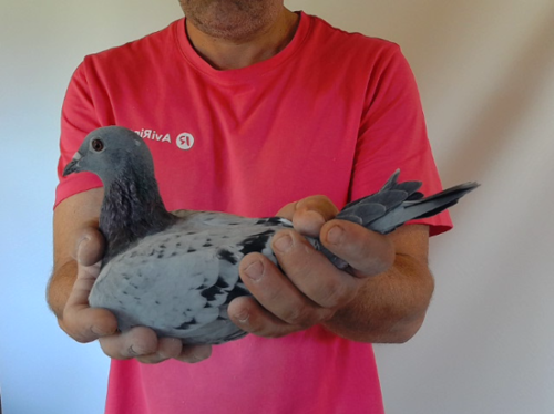 Pigeon image