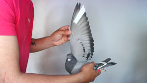 Pigeon image
