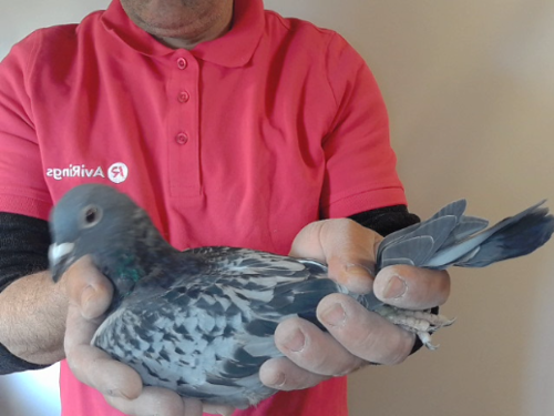 Pigeon image