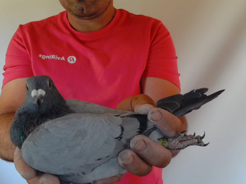 Pigeon image