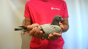 Pigeon image