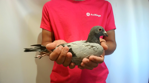 Pigeon image