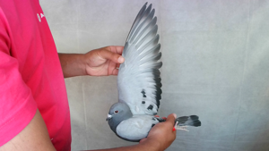 Pigeon image