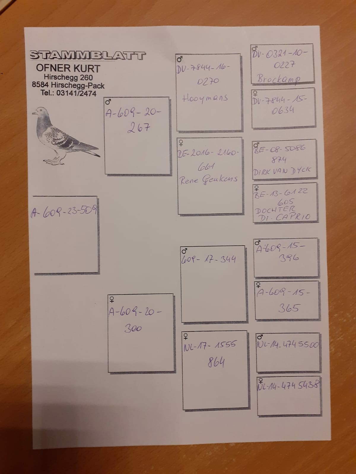 Pigeon pedigree image