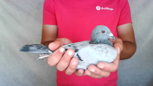 Pigeon image
