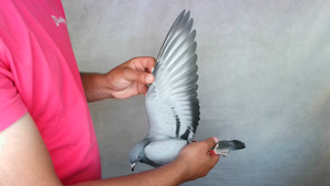 Pigeon image