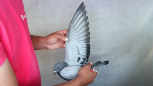Pigeon image