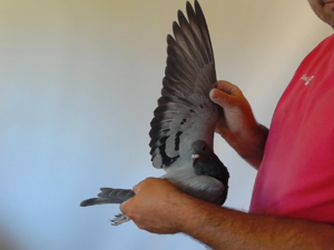 Pigeon image