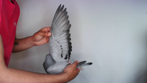Pigeon image