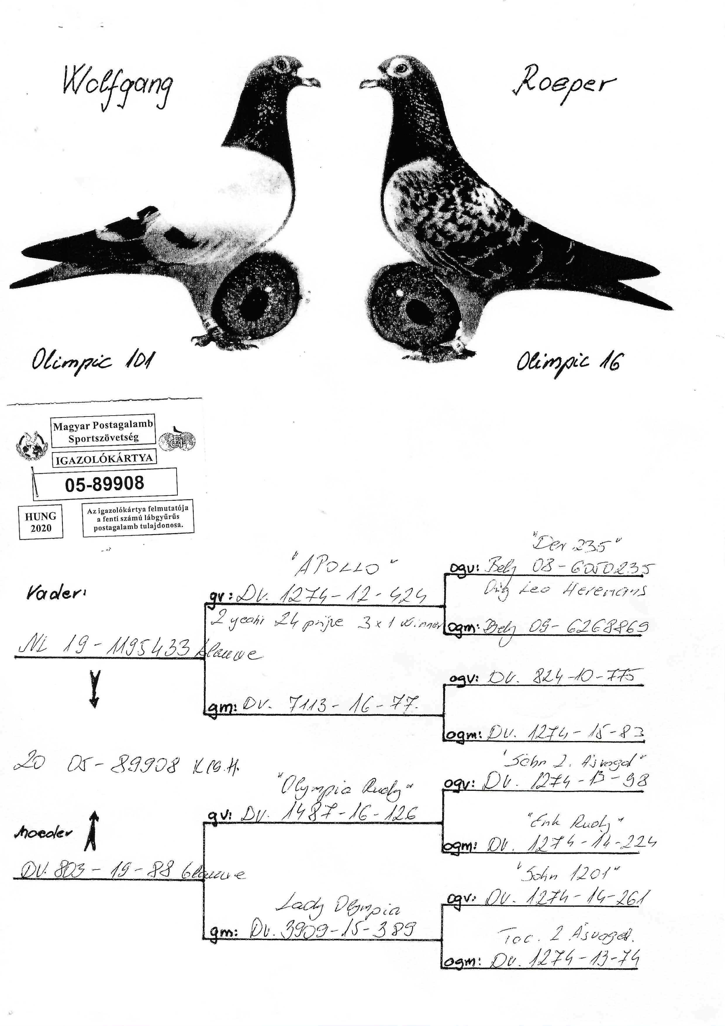 Pigeon pedigree image