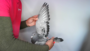 Pigeon image
