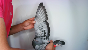 Pigeon image
