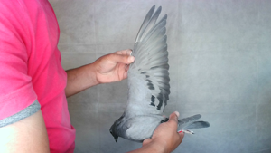 Pigeon image