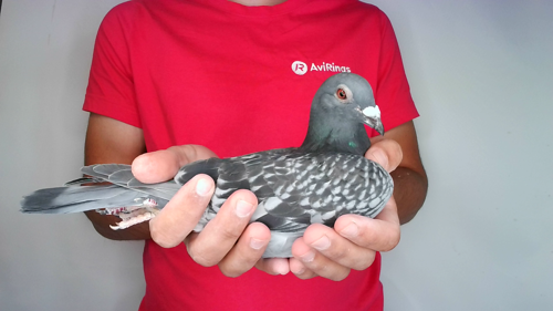 Pigeon image