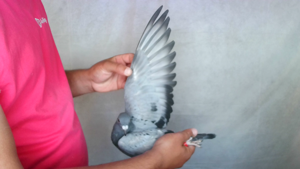 Pigeon image