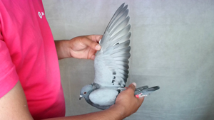 Pigeon image
