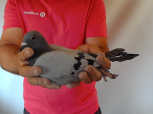 Pigeon image