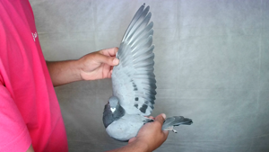 Pigeon image