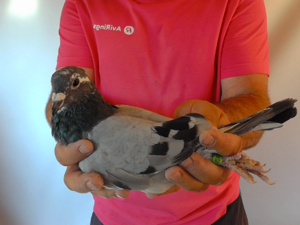 Pigeon image