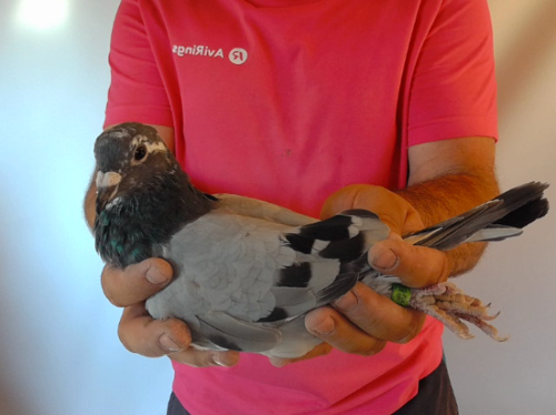 Pigeon image