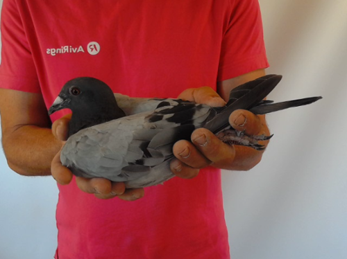 Pigeon image