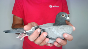 Pigeon image