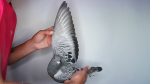 Pigeon image