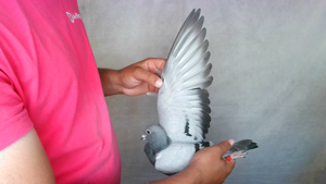 Pigeon image
