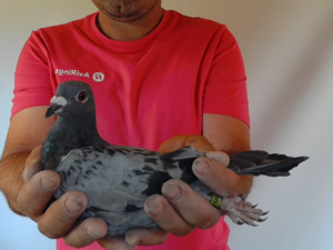 Pigeon image