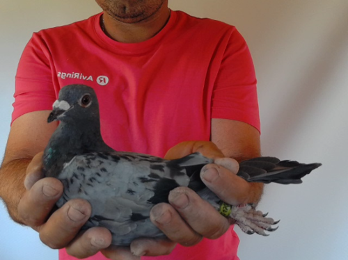 Pigeon image