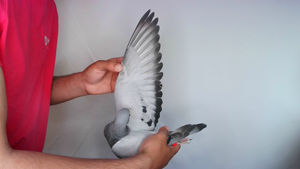 Pigeon image