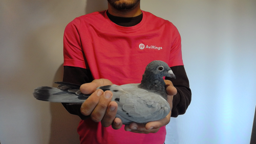 Pigeon image