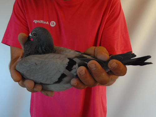 Pigeon image
