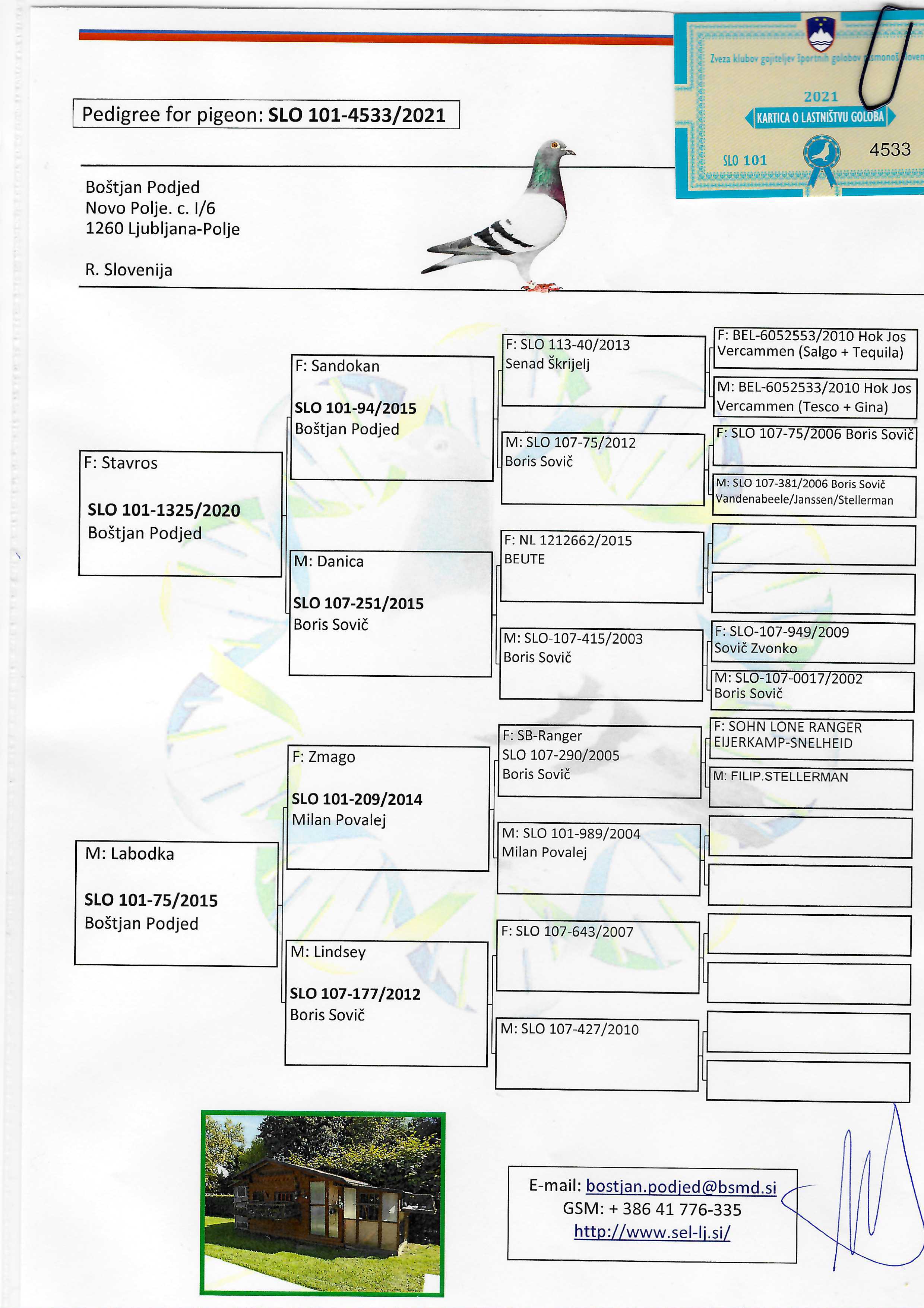 Pigeon pedigree image