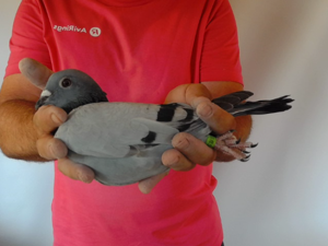 Pigeon image