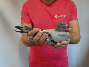 Pigeon image